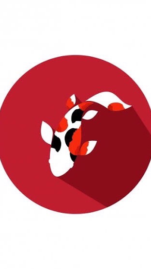 Ashira koi