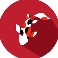 Ashira koi