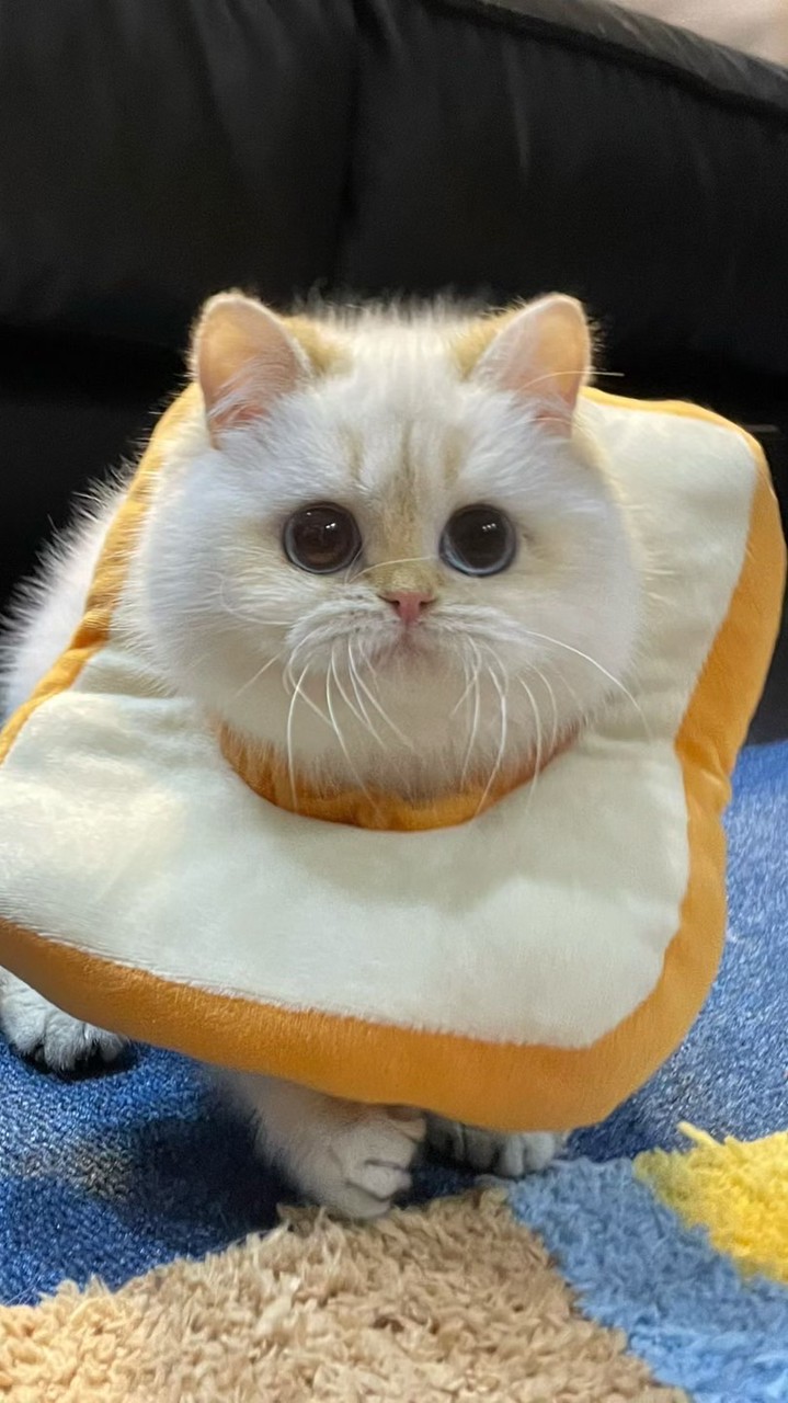 Munchkin British Ragdoll รวมแมวขาสั้น