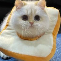 Munchkin British Ragdoll รวมแมวขาสั้น