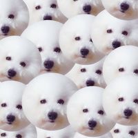 一小布