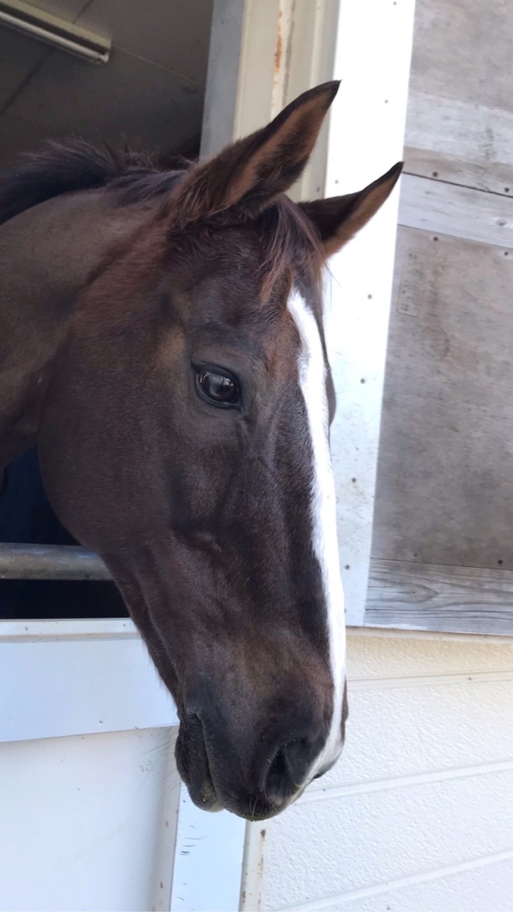 馬に興味ある人集まれ🐴🐎