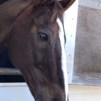 馬に興味ある人集まれ🐴🐎