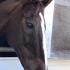 馬に興味ある人集まれ🐴🐎