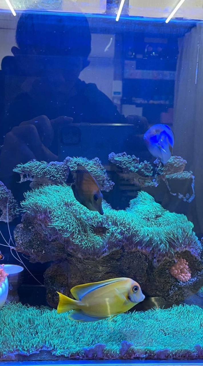 海水魚討論分享