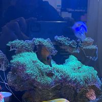 海水魚討論分享