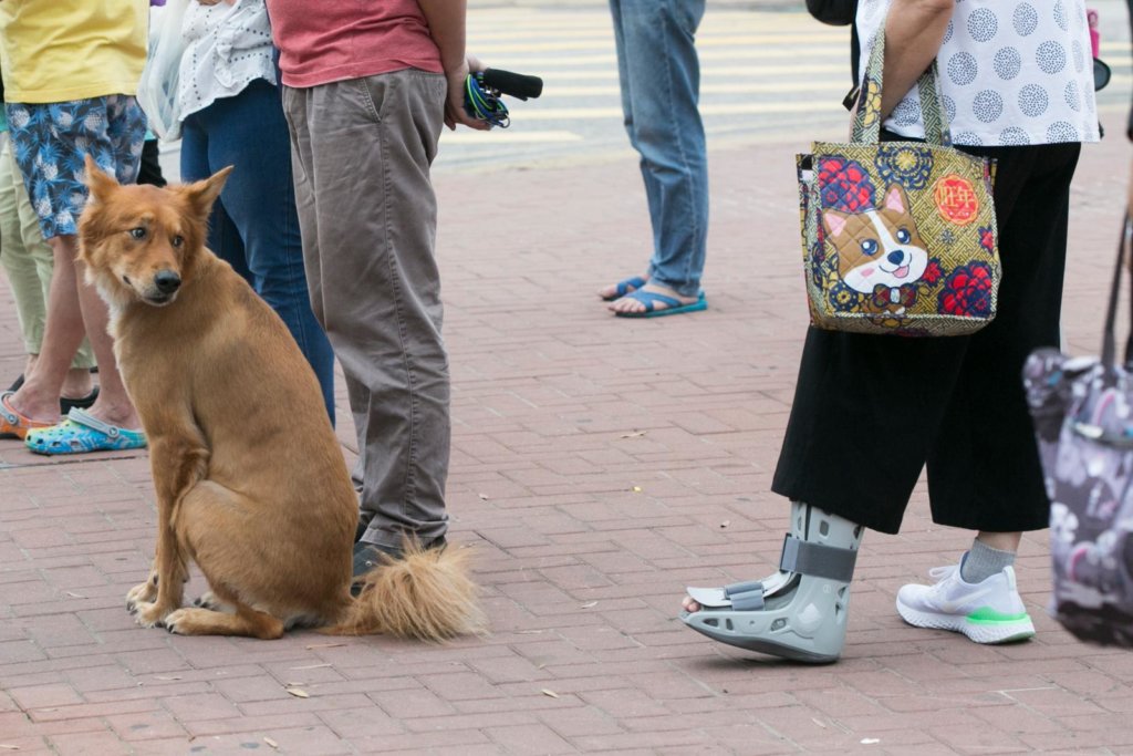 伴侶犬需醫生証明三年續期一次