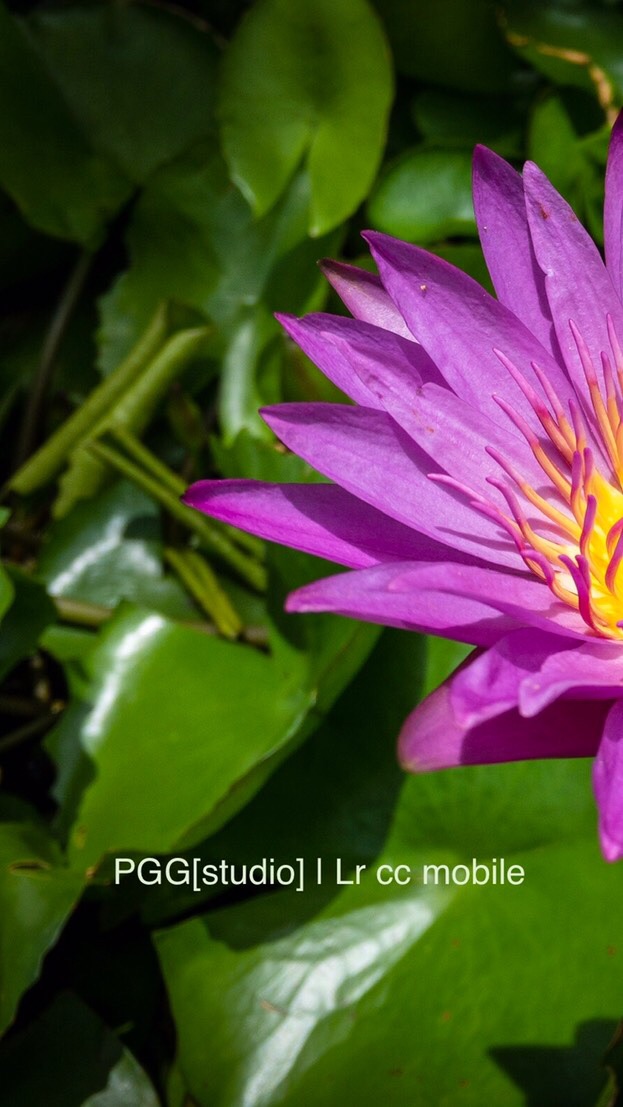 ถ่ายภาพด้วย iPhone