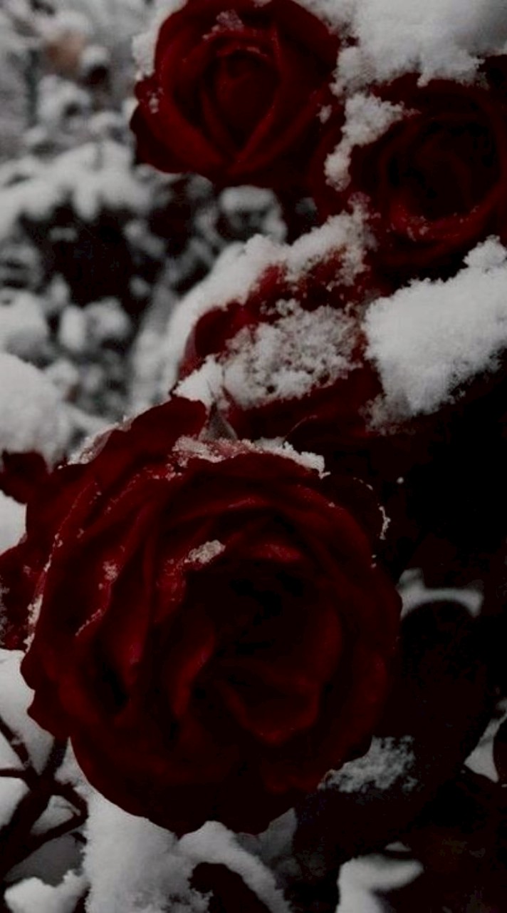 絶対安全ドラッグ ＊戦争屋緩也ハント