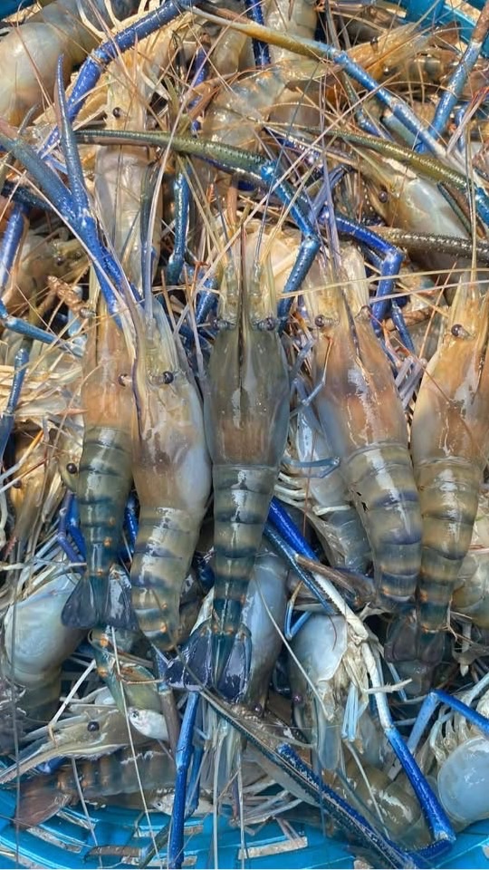 แพกุ้งแสนรูนเฮง🦞