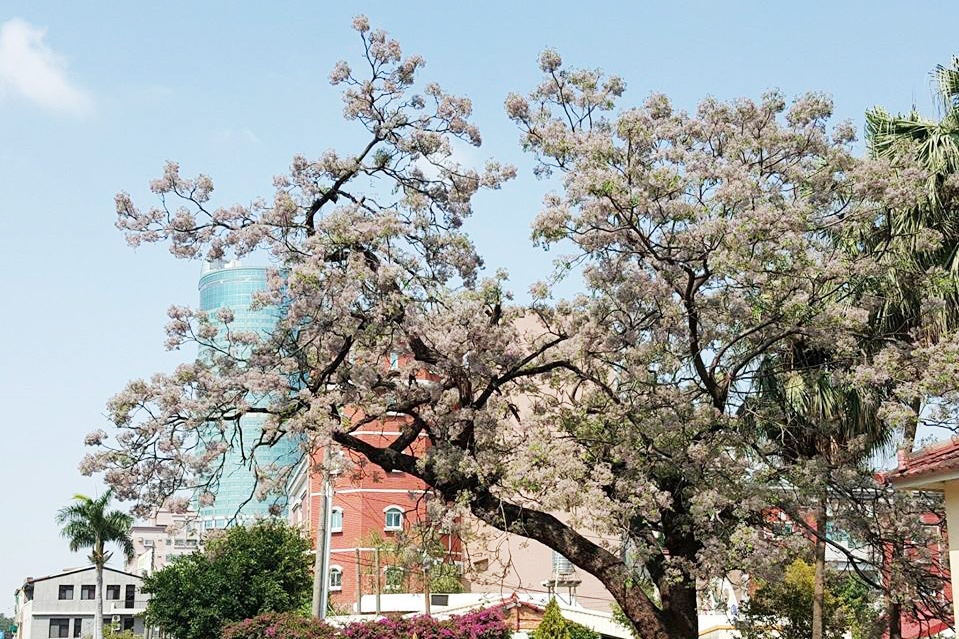 苦楝 -01-妳好南搞-1/2藝術蝦 Artshrimp