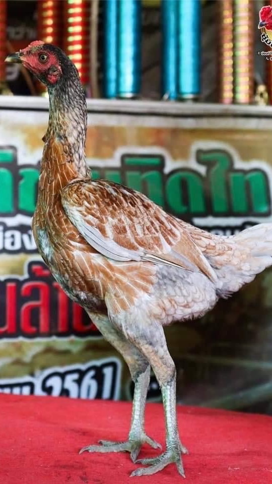 ทิดแบงค์ ไก่บุรีรัมย์