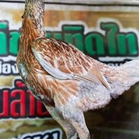 ทิดแบงค์ ไก่บุรีรัมย์