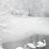 ᨳ" 𝑺𝒏𝒐𝒘𝒇𝒂𝒍𝒍.❄️ ੭