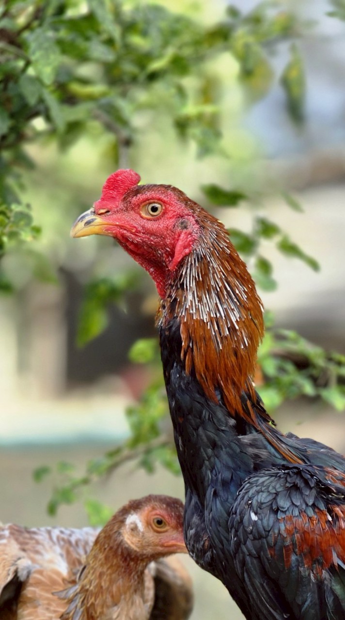 พีรพัฒน์ฟาร์ม