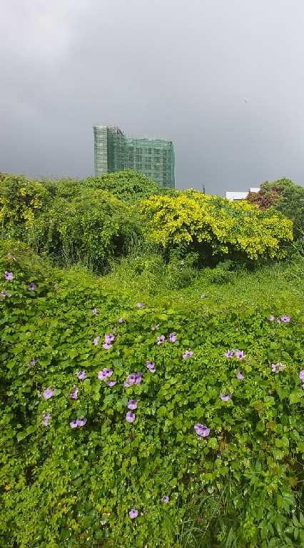 台南/割草除草人力支援通報區（附設欠款黑名單通報）