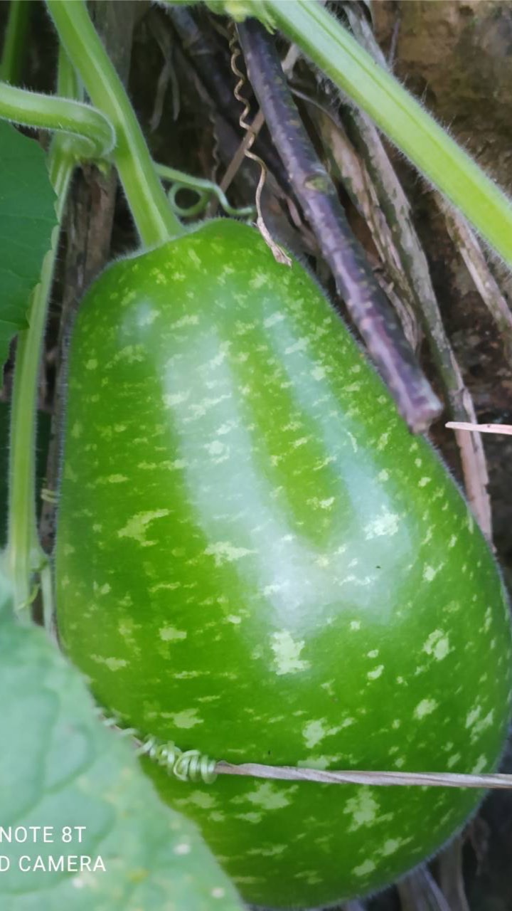 蘆洲小農賣菜社群