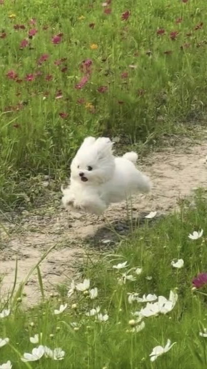 Pikkibubujubujubu💗🌷
