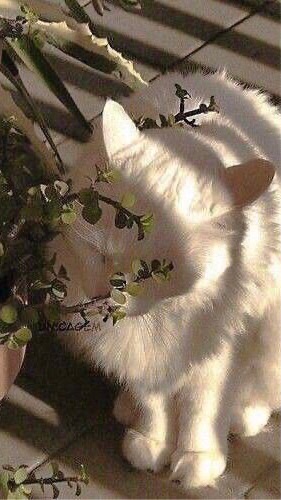 ⁎⠀❀  𓈒 ♥ ตัวแทนปั้มไลค์/ฟอล ˚ 📖 ♡ ִ by prim   ۫    ̩͙