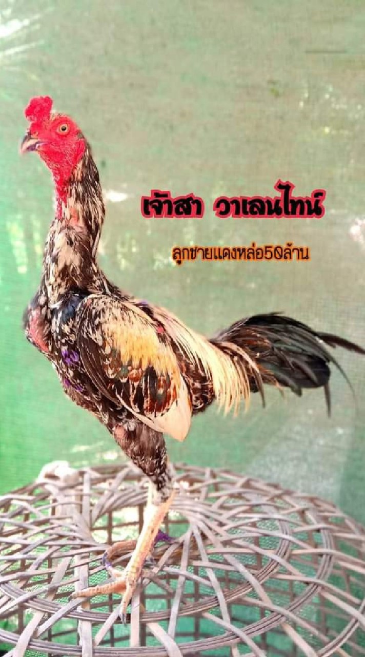 ส.คำภู ฟาร์ม(พัฒนาพม่าเเข้งคม)
