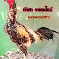ส.คำภู ฟาร์ม(พัฒนาพม่าเเข้งคม)