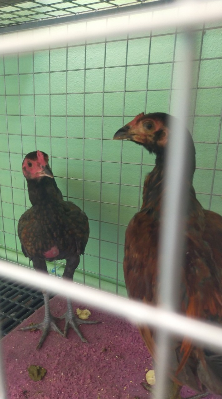 ซื้อ-ขาย ไก่ชน สมุทรปราการ