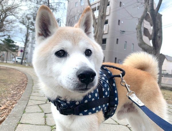 甘えん坊な犬の特徴や犬種って