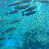 頭城海洋街角館