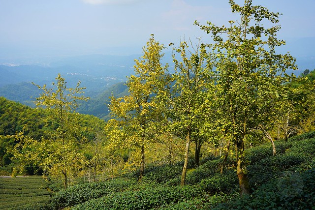 大崙山觀光茶園