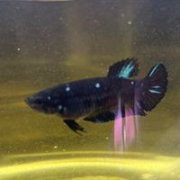硬漢鬥魚社團LINE群組