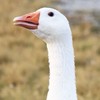 鵝城縣長沒人認識 🦢