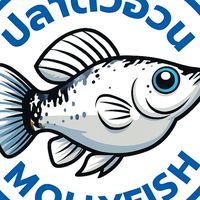 กลุ่มพูดคุยปลาบอลลูน ปลาตัวอ้วนMollyfish