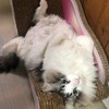 やなの配信告知📣【発言禁止】