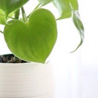 アロマテラピー検定１級の合格を目指すゆるい勉強会