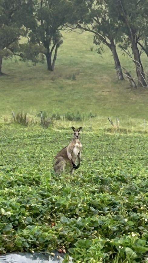 🦘澳洲打工度假 🍒🍇🍓