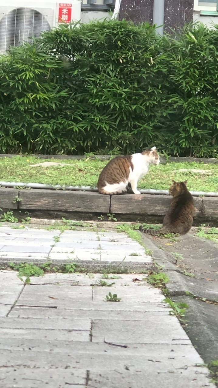 RO轉角遇見喵星人