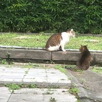 RO轉角遇見喵星人