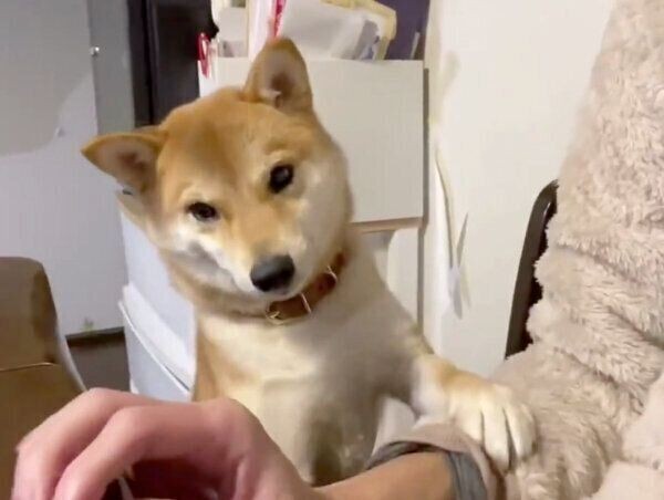 パパさんにかまってほしい柴犬の行動に胸キュン いぬのきもちnews