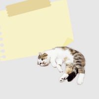 澡樂趣肥貓掌櫃嚴選🐱🐶