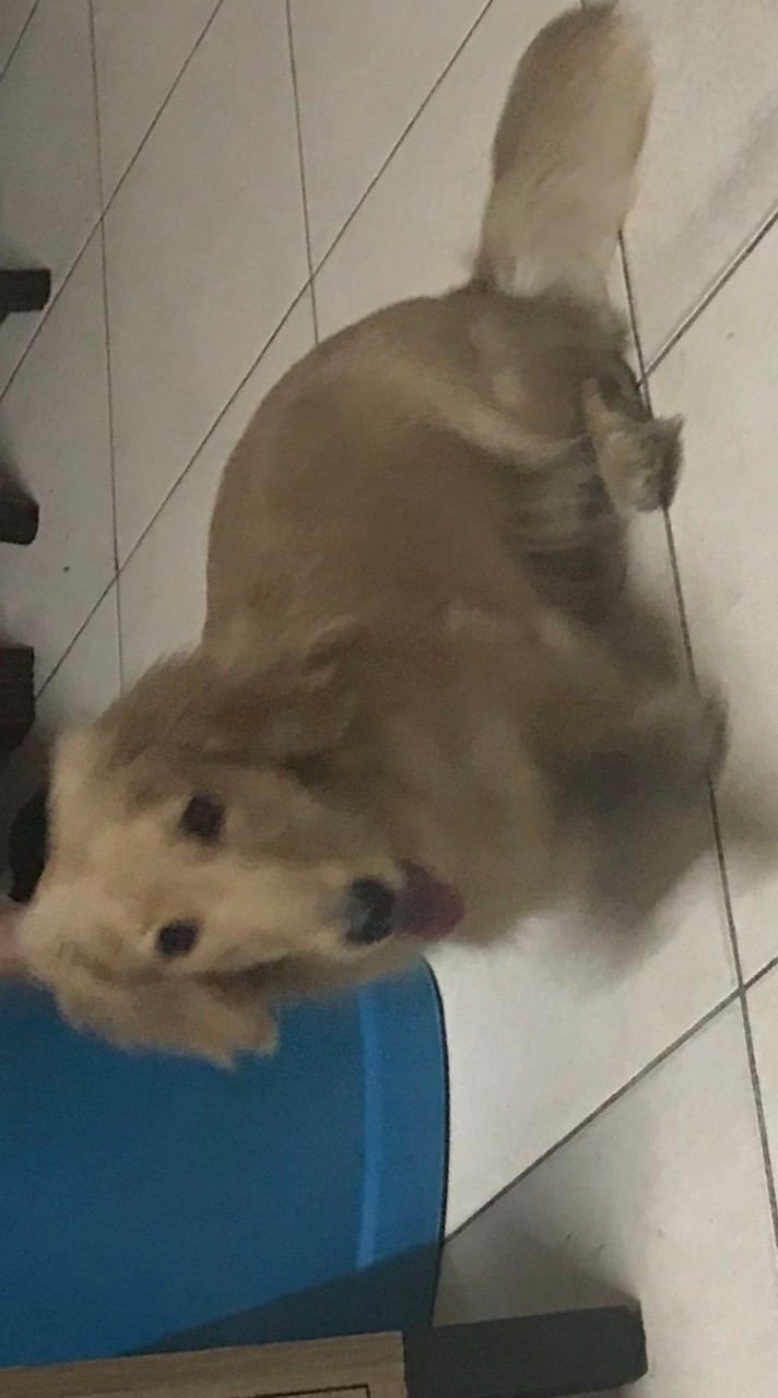 狗弟弟社群