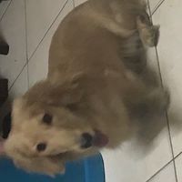 狗弟弟社群