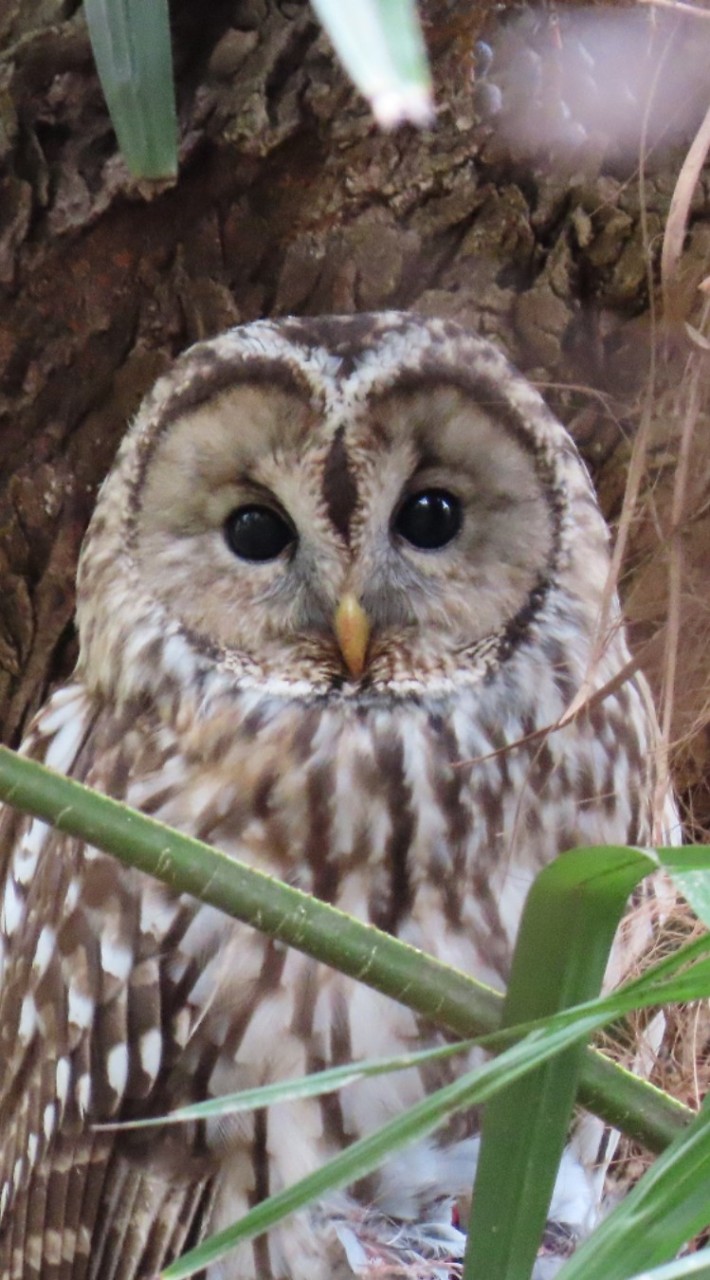 大阪周辺での野鳥情報を教えて下さい