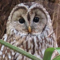 大阪周辺での野鳥情報を教えて下さい
