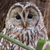 大阪周辺での野鳥情報を教えて下さい