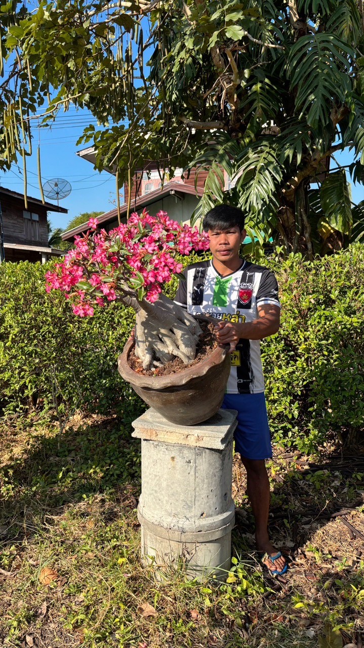 สวนชวนชมคุณต๋อง