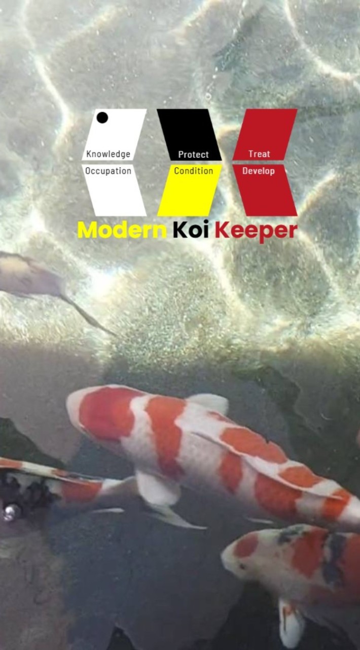 ทาสปลาคร้าบ Koi Slave