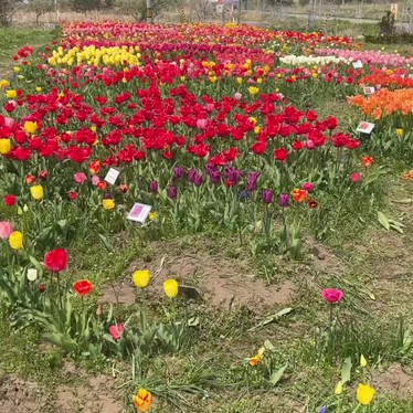 サラキ岬チューリップ花園のundefinedに実際訪問訪問したユーザーunknownさんが新しく投稿した新着口コミの写真