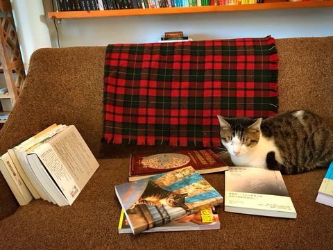 紅氣球書屋貓咪店長