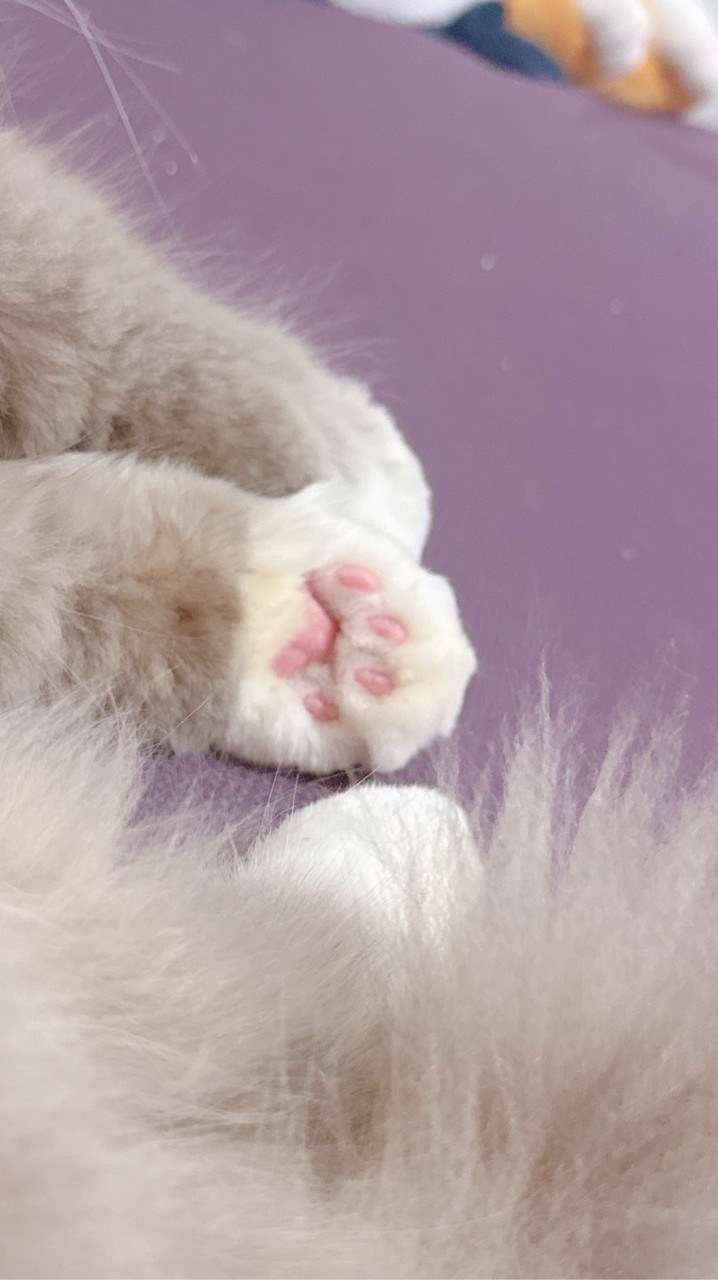 😻呼嚕嚕俱樂部😻