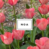 NOA韓國代購